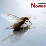 Rójka mrówek w Nowej Rudzie