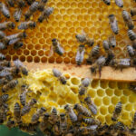 8 sierpnia obchodzimy Wielki Dzień Pszczół